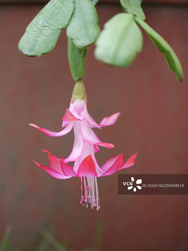 粉红色玫瑰特写，菲律宾内格罗斯东方省瓦伦西亚图片素材