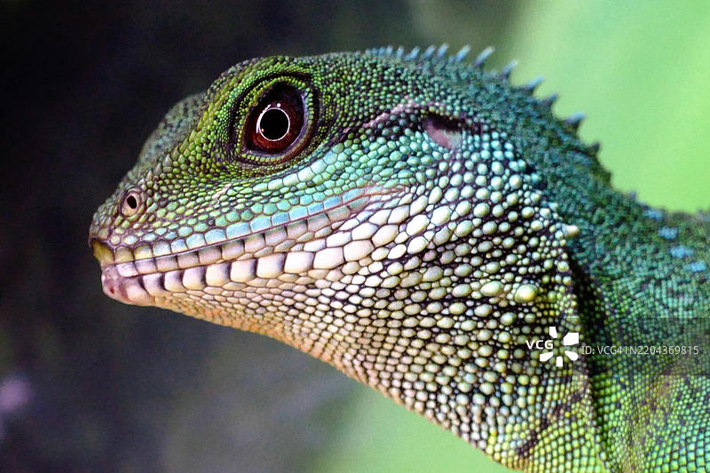 蜥蜴特写镜头图片素材