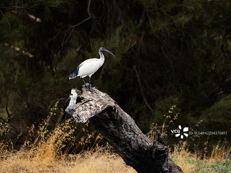 苍鹭栖息在树干上的特写镜头图片素材