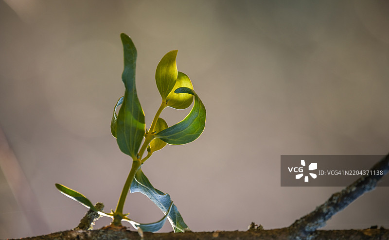 植物特写，外喀尔巴阡山，乌克兰图片素材