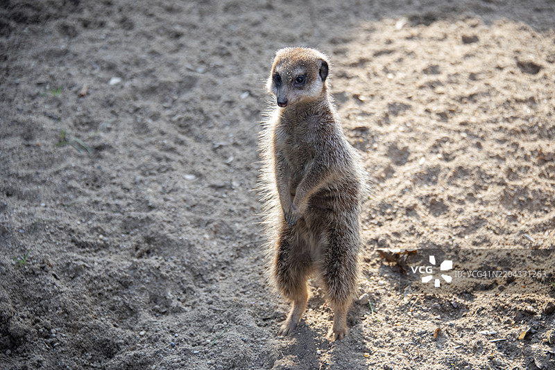 在阳光下的沙地上直立的狐獴，德国，欧洲图片素材