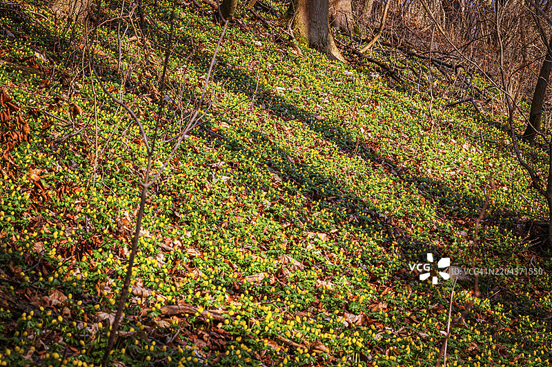 冬季小黄花（Eranthis hyemalis）和阳光下的叶子在斜坡上，耶拿，图林根，德国，欧洲图片素材