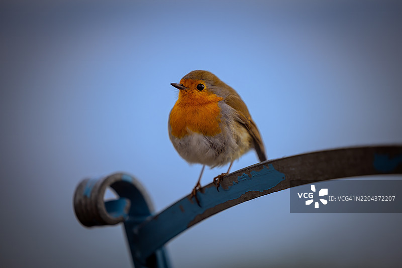 栖息在栏杆上的知更鸟特写，德国康斯坦茨图片素材