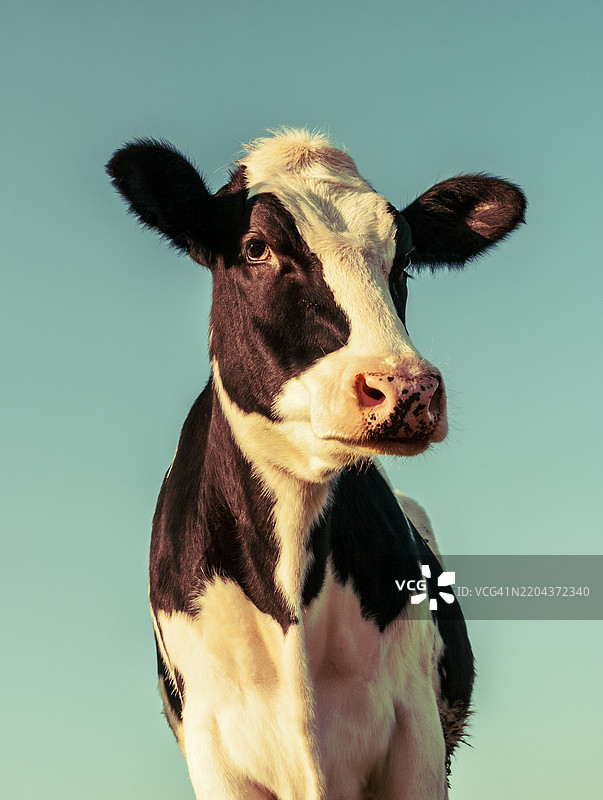 一头站立的荷斯坦奶牛肖像图片素材
