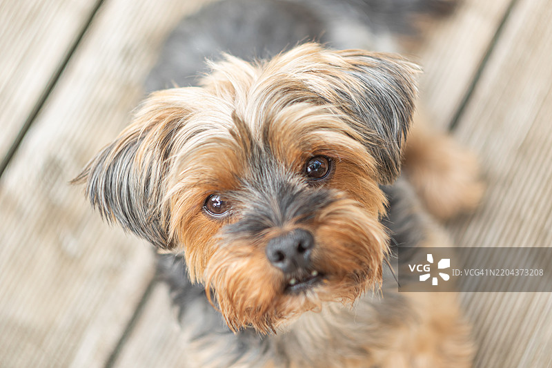 小狗的特写肖像图片素材