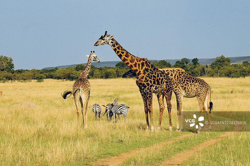 两只长颈鹿在一起，纳罗克，肯尼亚图片素材