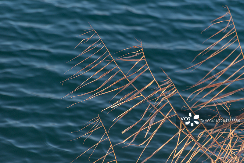 海边植物特写，乌克兰外喀尔巴阡地区图片素材