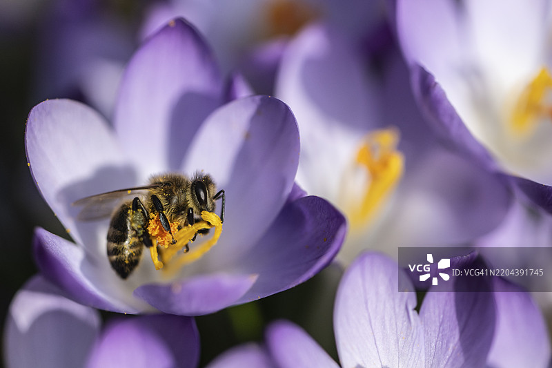 精灵番红花（Crocus tommasinianus）与蜜蜂（Apis mellifera），德国下萨克森州埃姆斯兰，欧洲图片素材