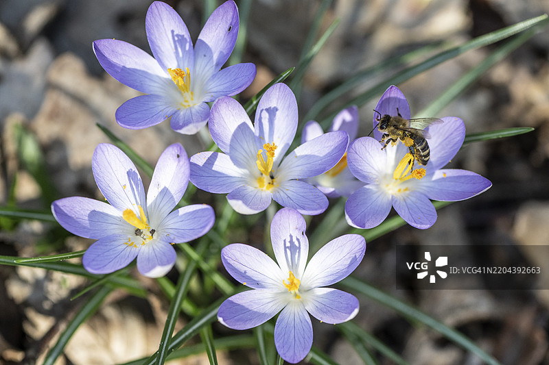 精灵番红花（Crocus tommasinianus）与蜜蜂（Apis mellifera），德国下萨克森州，埃姆斯兰，欧洲图片素材