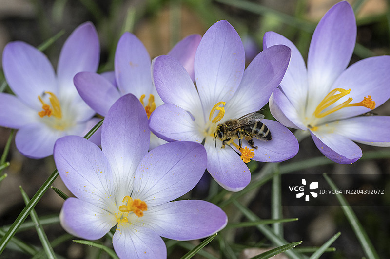 精灵番红花（Crocus tommasinianus）与蜜蜂（Apis mellifera），德国下萨克森州，埃姆斯兰，欧洲图片素材