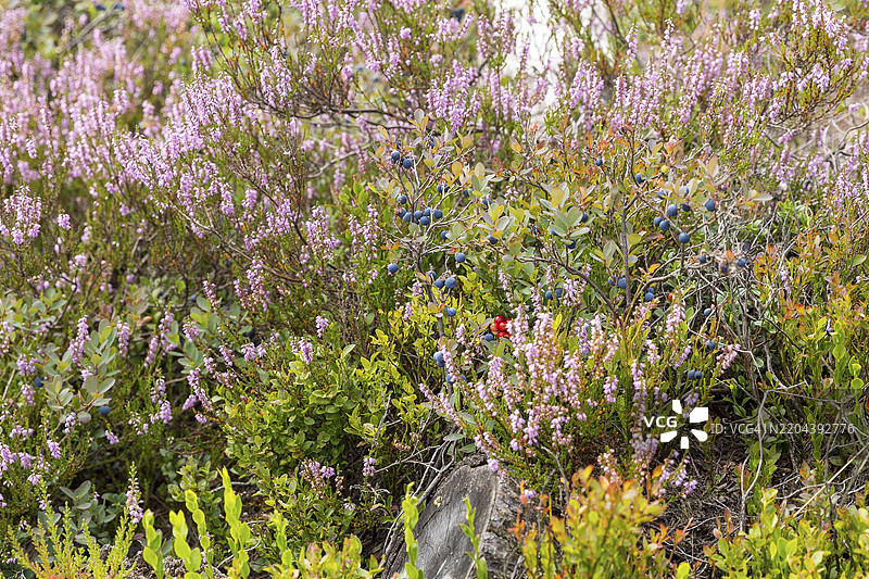 在德国萨克森州奥斯特茨基尔比尔的乔治费尔德高沼泽中,海瑟(埃里卡)和越橘(Vaccinium uliginosum)图片素材