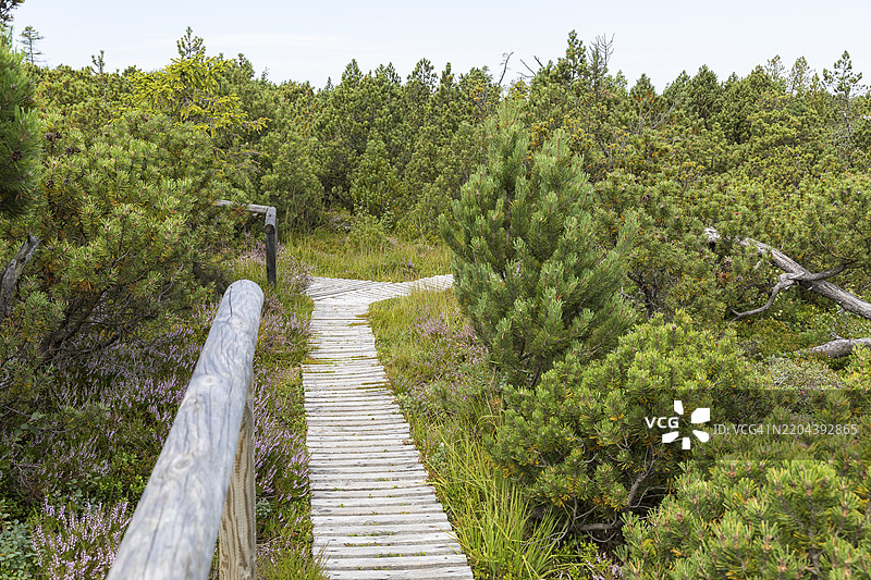 德国萨克森州奥斯特尔茨山脉齐恩瓦尔德的乔根费尔德高沼泽自然保护区的木栈道图片素材