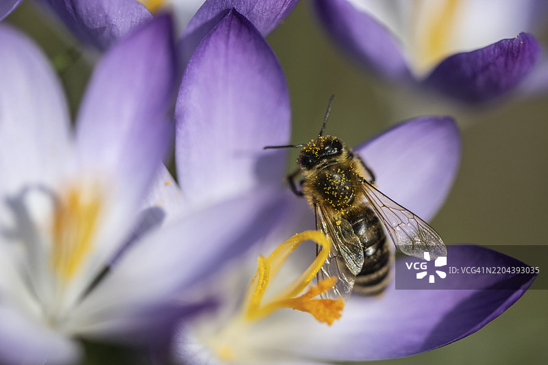 精灵番红花（Crocus tommasinianus）与蜜蜂（Apis mellifera），德国下萨克森州埃姆斯兰，欧洲图片素材