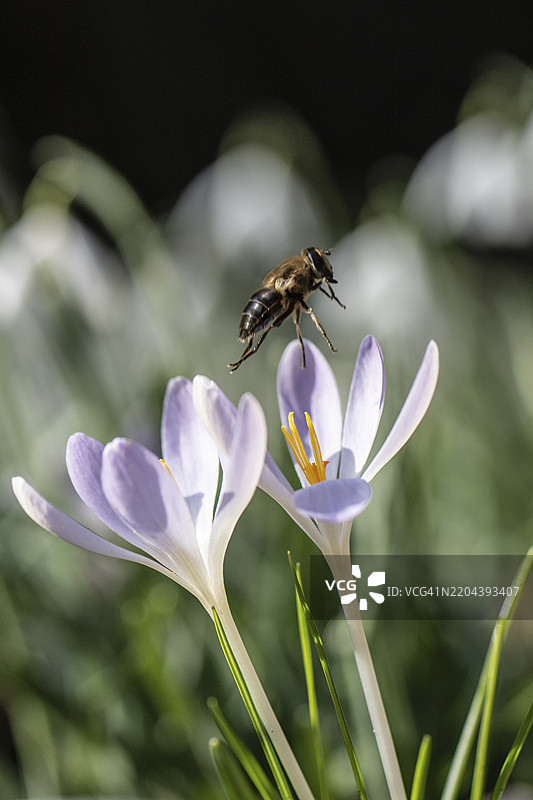 精灵番红花（Crocus tommasinianus）与蜜蜂（Apis mellifera），德国下萨克森州埃姆斯兰，欧洲图片素材