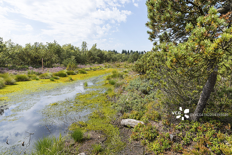 德国萨克森州奥斯特尔茨基尔的乔根费尔德高沼泽自然保护区的静水图片素材