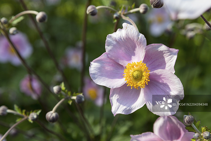 德国萨克森州阿尔滕贝格奥斯特尔茨基尔的舍勒豪植物园盛开的海葵图片素材