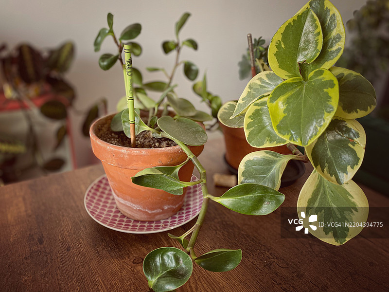 椒草植物图片素材