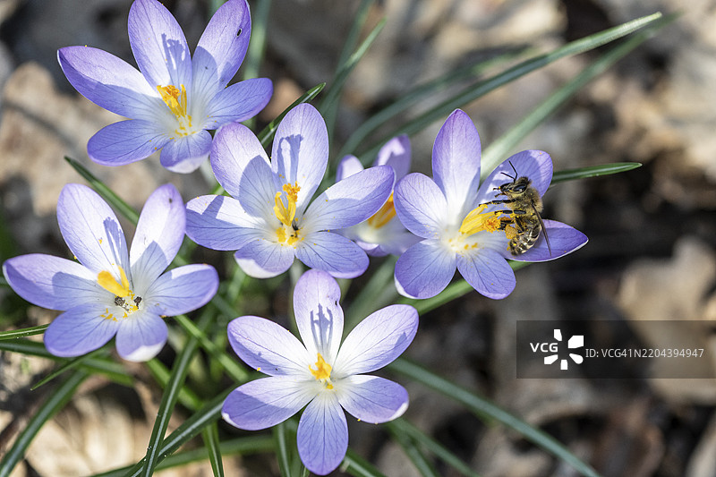 精灵番红花（Crocus tommasinianus）与蜜蜂（Apis mellifera），德国下萨克森州埃姆斯兰，欧洲图片素材
