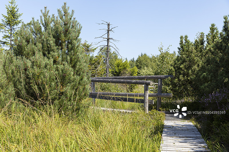 德国萨克森州奥斯特尔茨山脉齐恩瓦尔德的乔根费尔德高沼泽自然保护区的木栈道图片素材