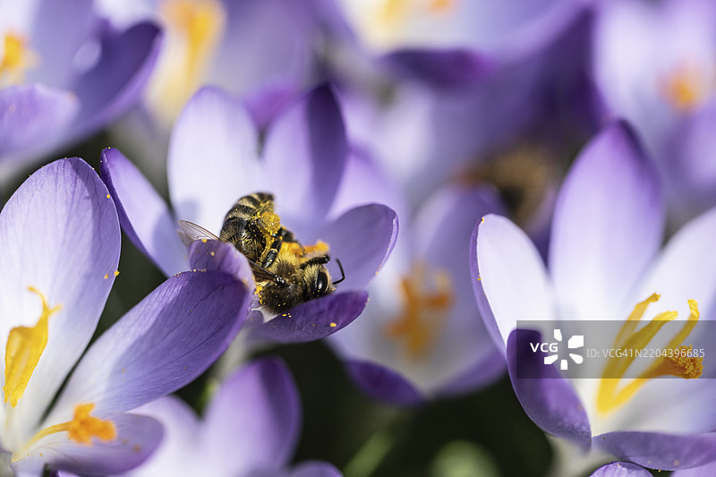 精灵番红花（Crocus tommasinianus）与蜜蜂（Apis mellifera），德国下萨克森州埃姆斯兰，欧洲图片素材
