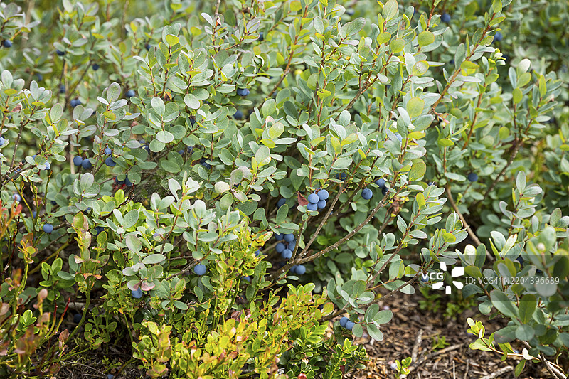 在德国萨克森州奥斯特茨基尔比尔的齐恩瓦尔德乔根费尔德高沼泽中的越橘（Vaccinium uliginosum）图片素材