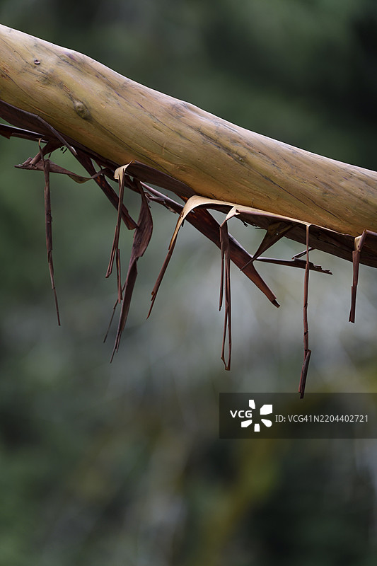 剥去树皮,露出光滑的红豆树树干,红豆树(Arbutus menzeisii)。抽象特写的森林自然景观。加拿大不列颠哥伦比亚省温哥华岛,北美。图片素材