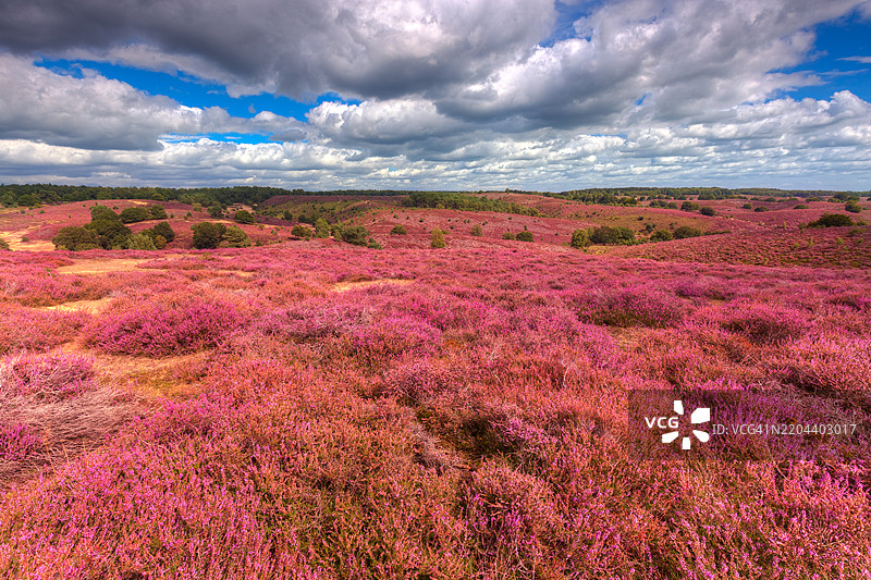 阿纳姆附近的波斯班克（Herikhuizerveld）盛开的海瑟花图片素材