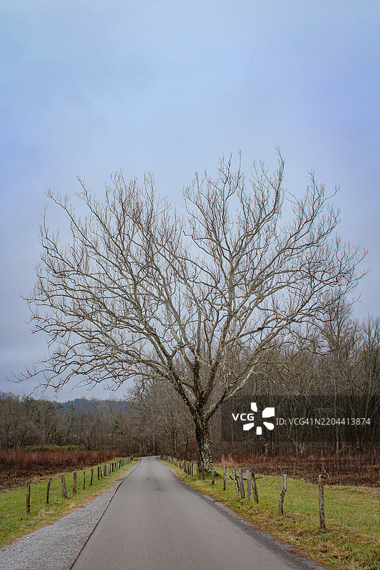 高耸的光秃树图片素材