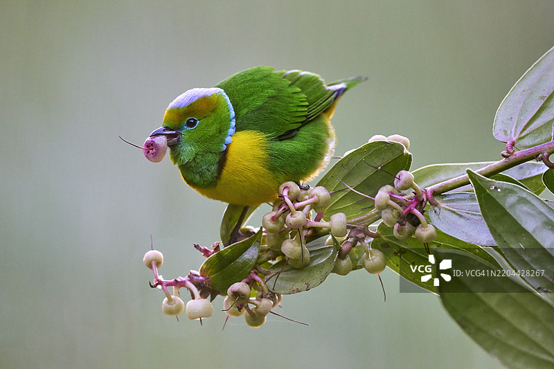 金眉绿雀 (Chlorophonia callophrys)图片素材