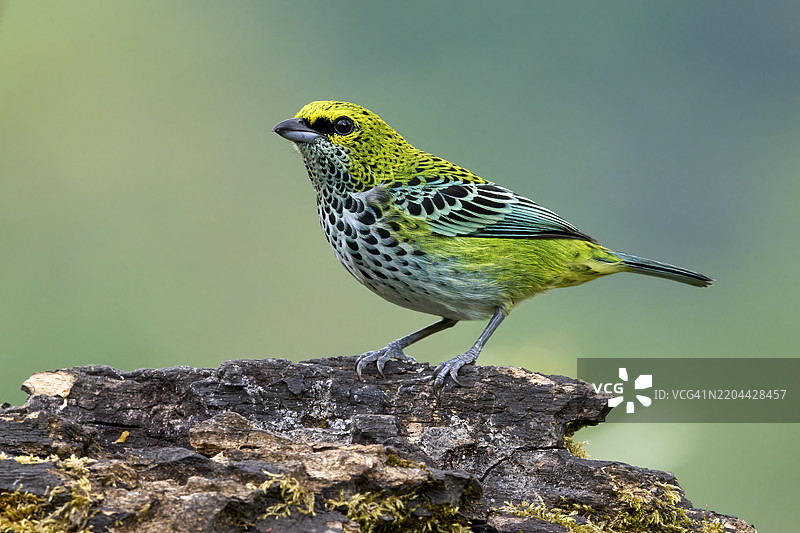 斑点蜂鸟图片素材