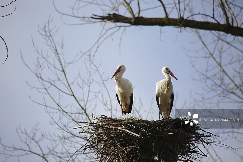 两只白鹳(Ciconia ciconia)坐在巢里。背景是蓝天和树枝。赫塞州,格斯普伦茨图片素材