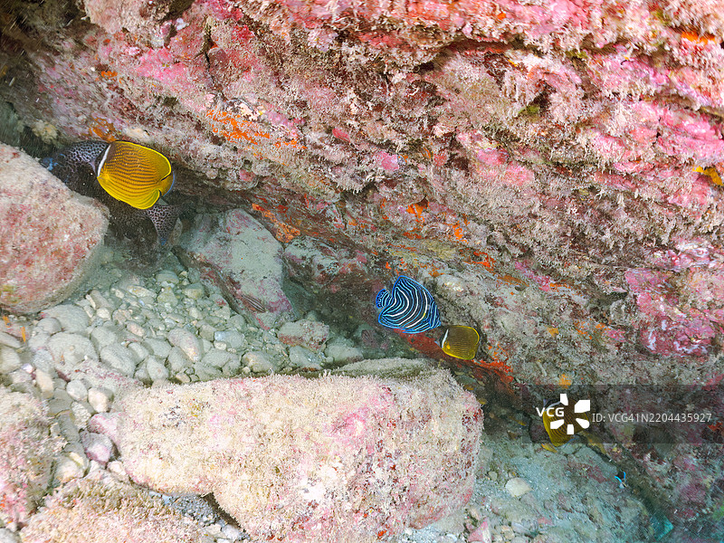 美丽而大型的斑马天使鱼（Pomacanthus semicirculatus）及其他鱼类。图片素材