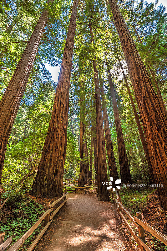 穆尔森林北加州红木森林小径图片素材
