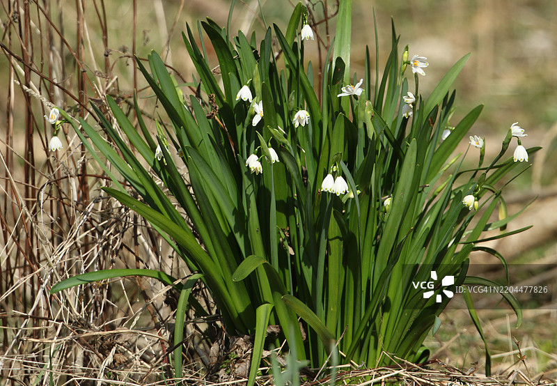 夏季雪花，夏季雪花（Leucojum aestivum），在林地空地上生长。图片素材