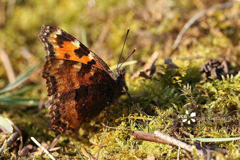 稀有的大龟壳蝶（Nymphalis polychloros）侧面视图，停在森林空地上的苔藓上。图片素材