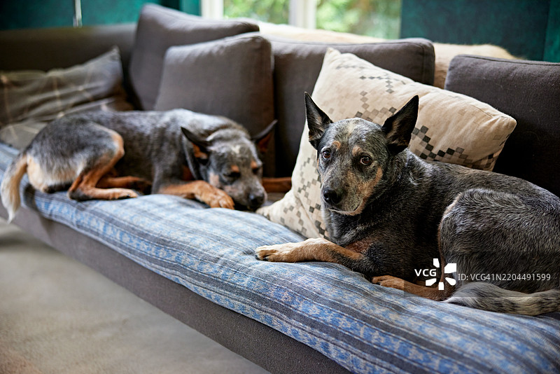 纯种狗在客厅沙发上放松图片素材