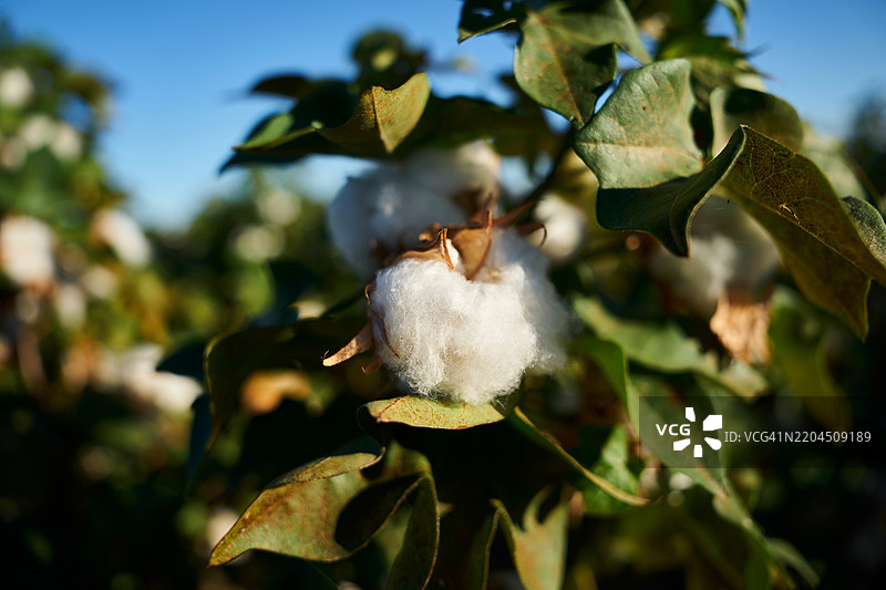 农场上的棉花作物图片素材