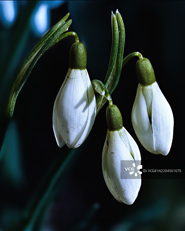花蕾特写，埃门丁根，德国图片素材