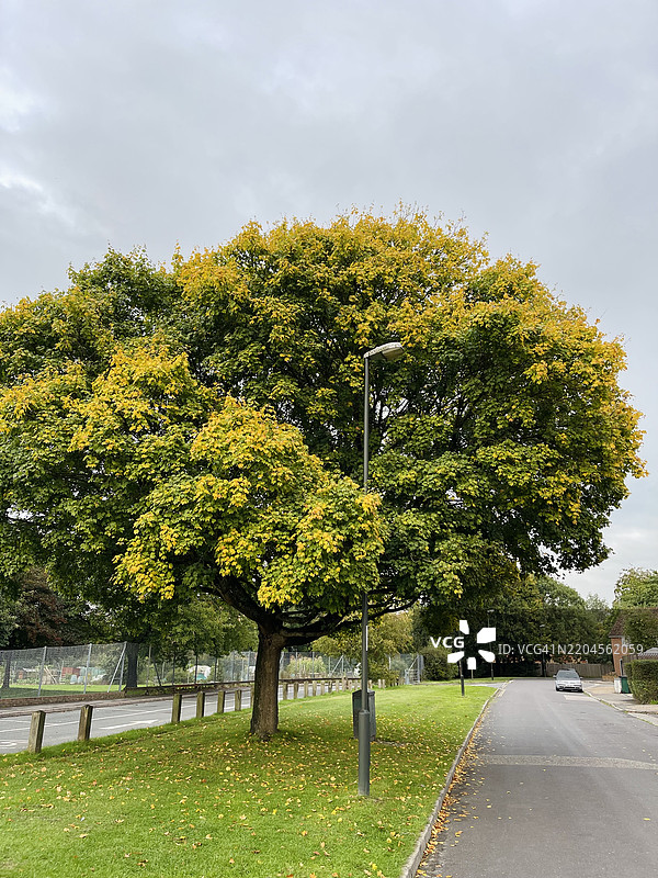 道路旁的树木与天空，克劳利，英国图片素材