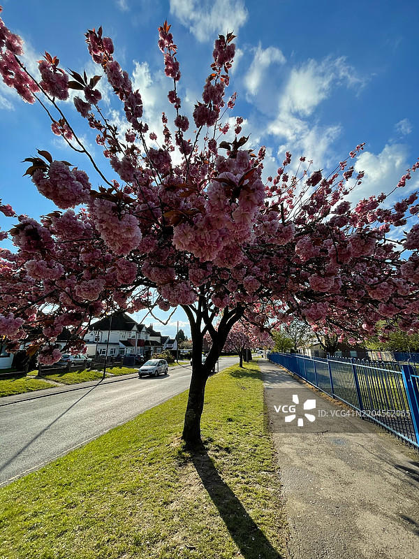 开花树与天空的景观，克劳利，英国图片素材