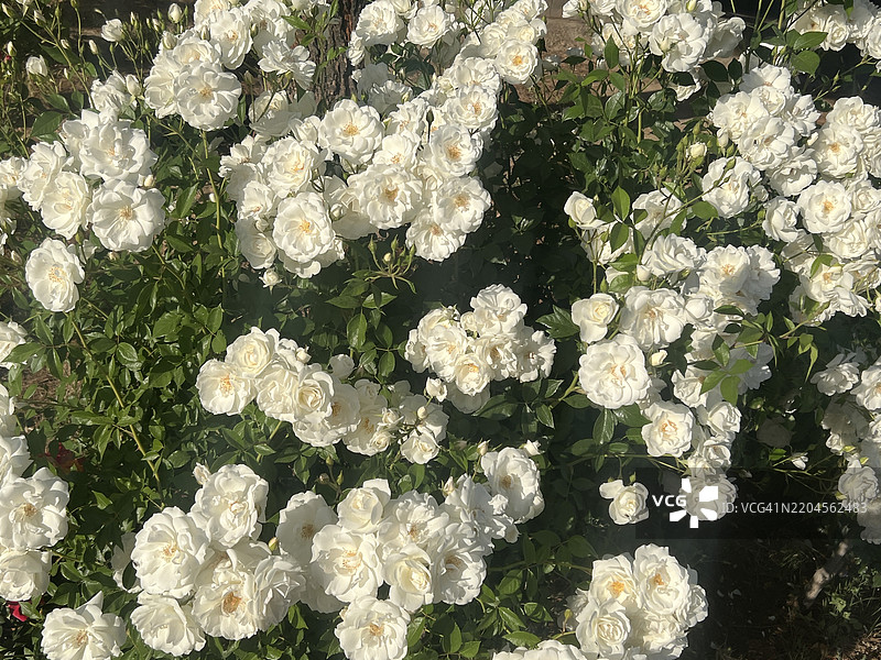 伊朗法尔斯省希拉兹的白色花卉植物俯视图图片素材