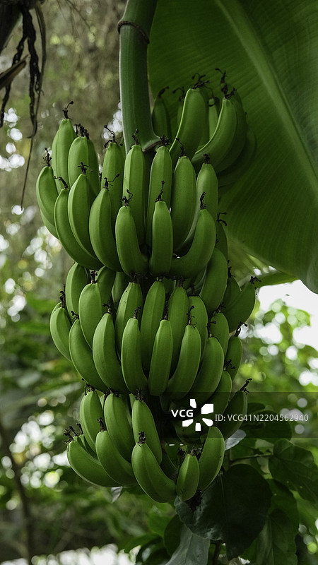日本树上生长的香蕉特写图片素材