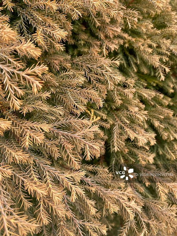 田纳西州穆尔弗里斯伯勒的松树全景照片图片素材