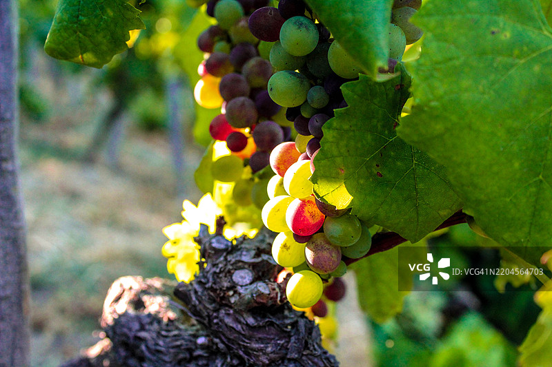 葡萄园中生长的葡萄特写图片素材
