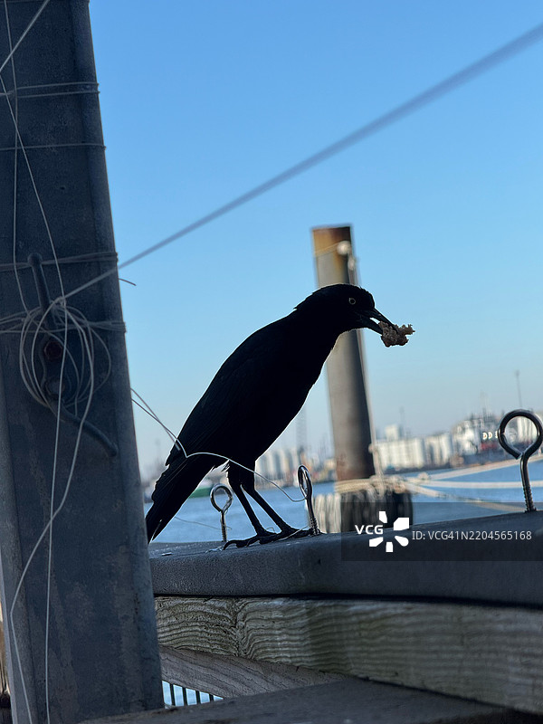 在德克萨斯州加尔维斯顿，天空背景下，栖息在栏杆上的乌鸦特写。图片素材