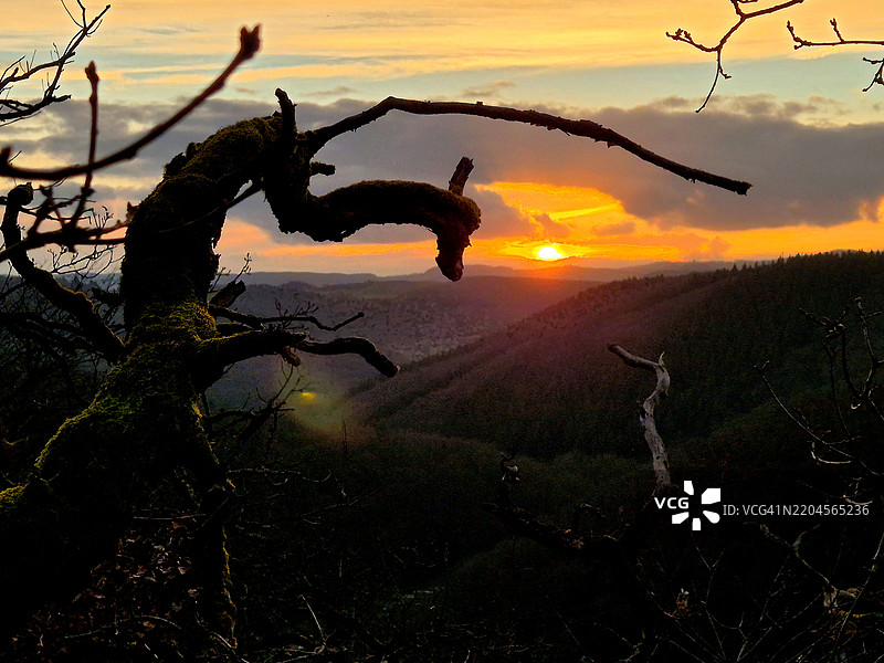 日落时分，树木的剪影映衬在天空中图片素材