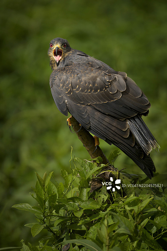 成年蜗牛鹰在巴拿马运河的栖息处鸣叫图片素材