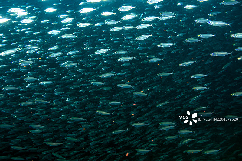 大眼鲻鱼群。图片素材