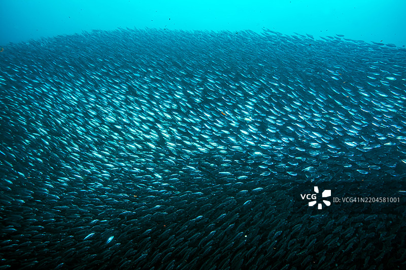 假鲱鱼群。图片素材