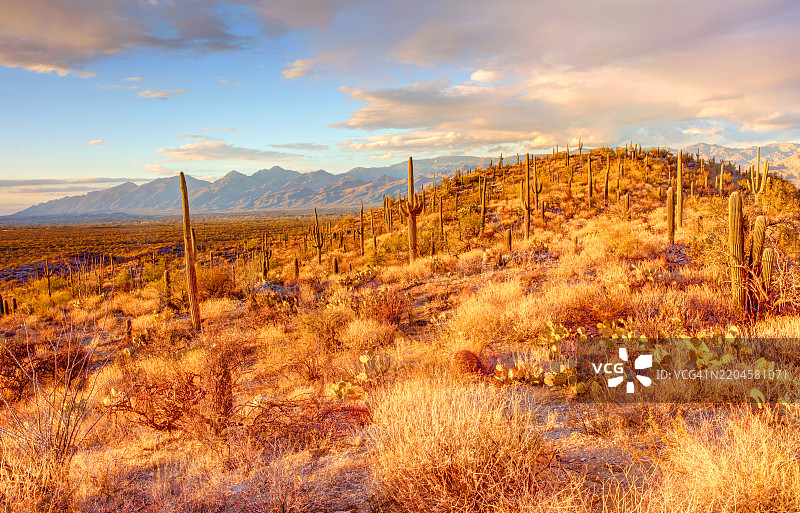 萨瓜罗国家公园东部图片素材